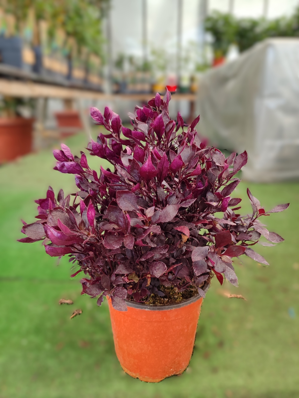 Alternanthera