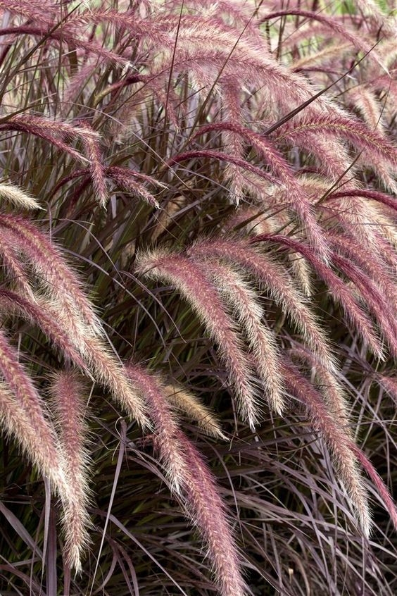 pennisetum