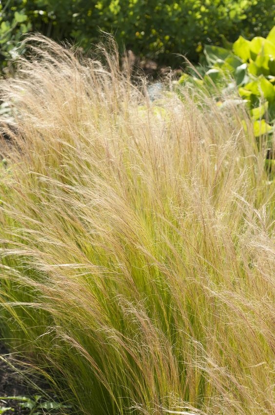 stipa