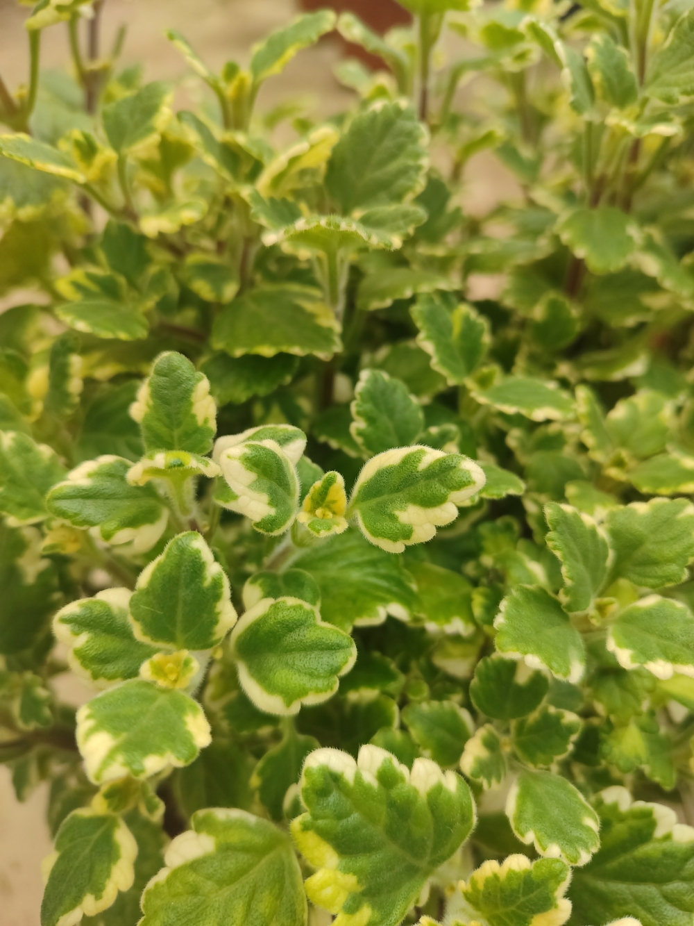 plectranthus dett