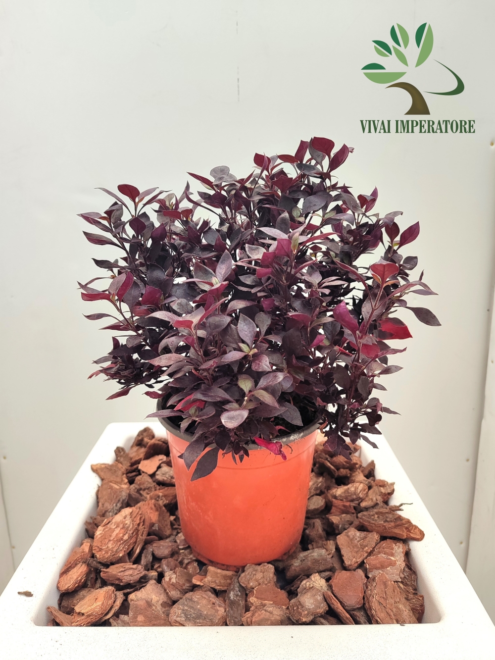 ALTENANTHERA V19